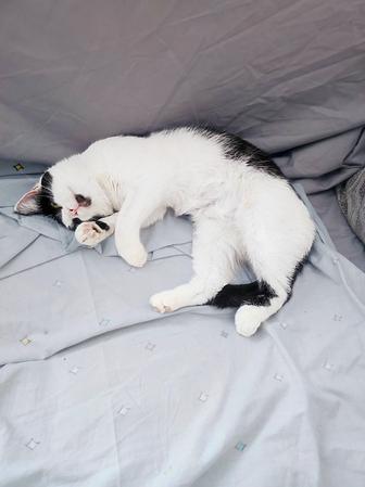 Отдам кошку в добрые руки