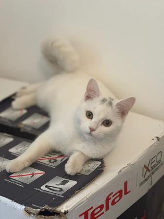 Отдам котенка