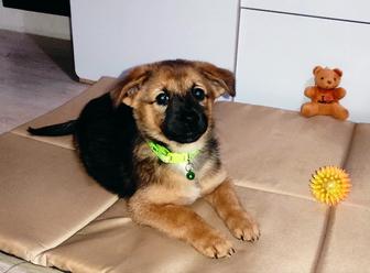 Щенок, собака