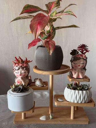 Розы и тюльпаны которые не завянут. Комнатные растения в керамических кашпо