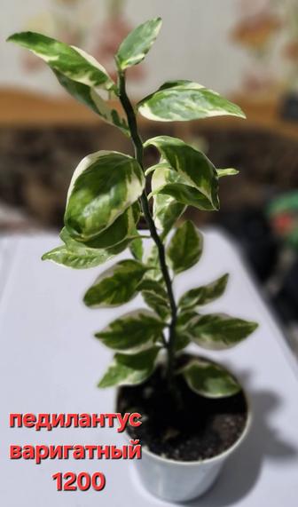 Комнатные растения