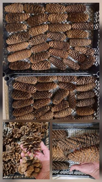 Шишки сосновые и еловые,большие и маленькие