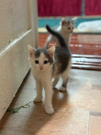 Отдам котят в хорошие руки
