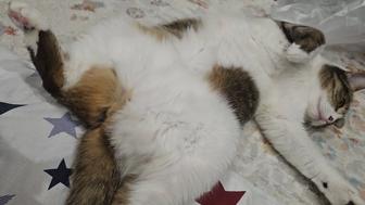 Кошка