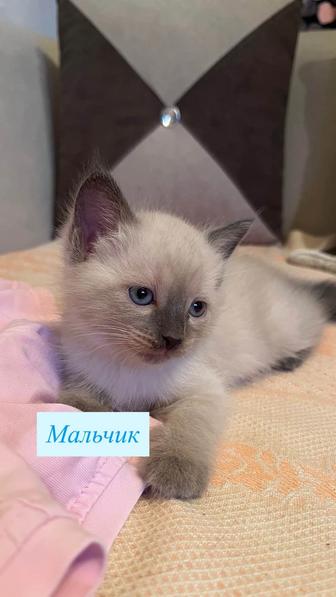 Сиамские котята