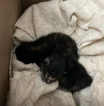 Котята двое в добрые руки