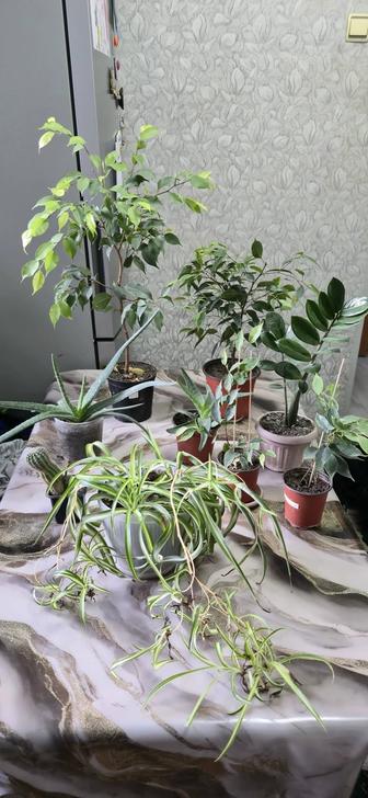 Комнатные растения хлорофитум, алоэ, фикус