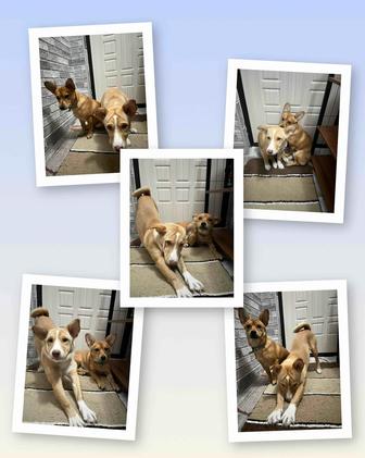 Срочно! Отдам щенков в заботливые руки