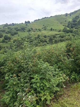 Малина горная свежая чистая
