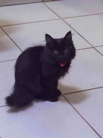 Котенок ищет дом