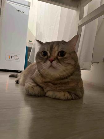 Отдам кошку в хорошие руки