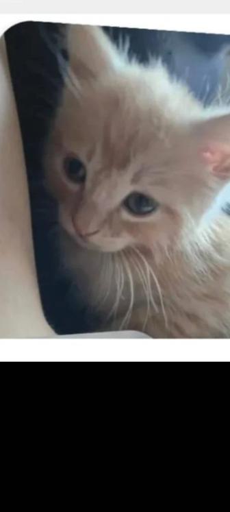 Ласковый маленький котенок
