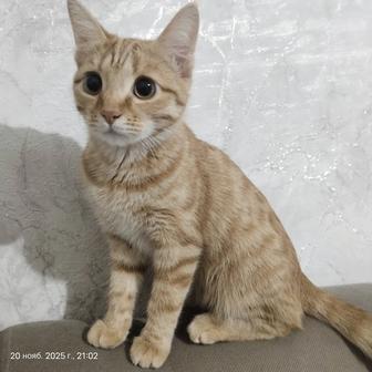 Отдам кошечку