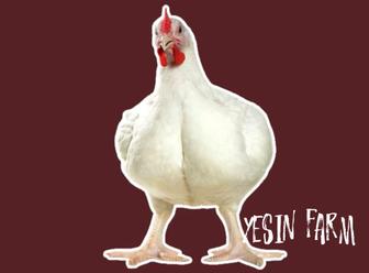 Инкубационные яйца бройлеров росс 308 в наличии