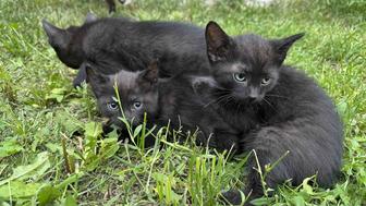 Отдаю котят в добрые руки