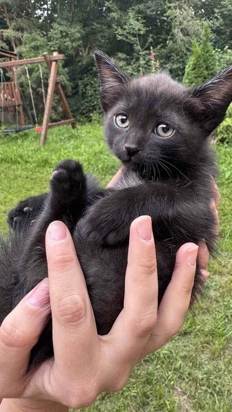 Отдаю котенка в добрые руки