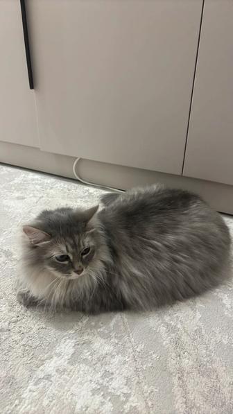 Отдам кошку даром в хорошие руки