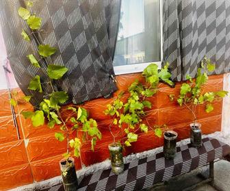 Продам саженцы винограда