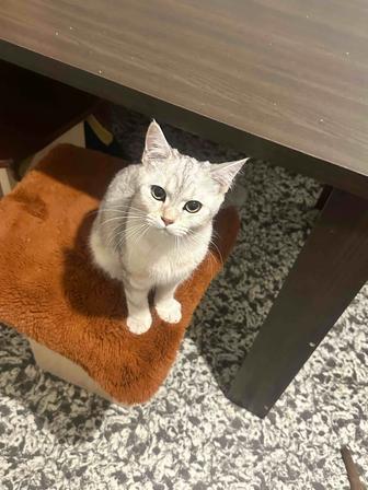 Одтам в добрые руки котика