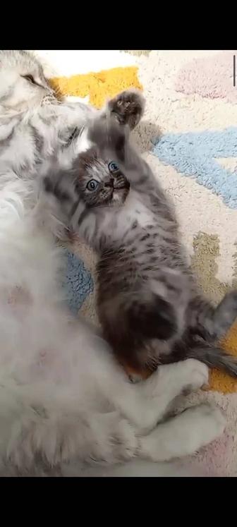 Котенок