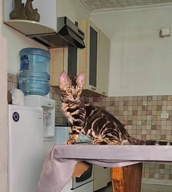 Бенгальские котята