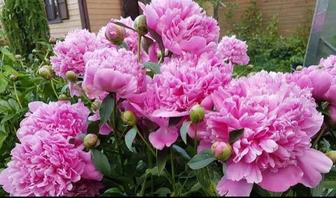 Пион Эдулис Суперба