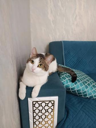 Еркек мысық шағырыстыруға