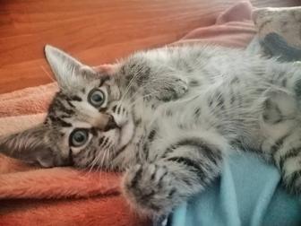 Отдам котят в хорошие руки