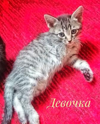 Отдам котят в хорошие руки