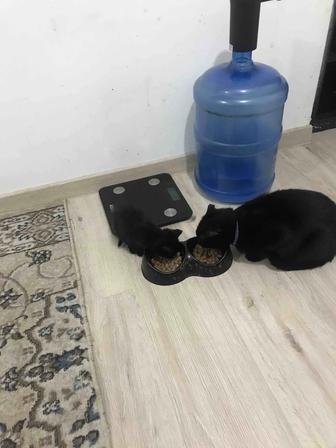 Отдам котенка мальчик черный ест сам приучит к туалету