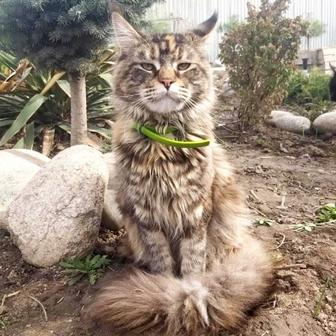 Кошка мейнкун с родословной