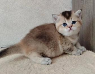 Шиншиллы котята купить в алматы!