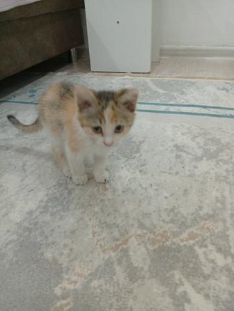 Котенок месяц полтора