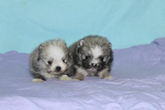 Щенки шпица Пэт класса