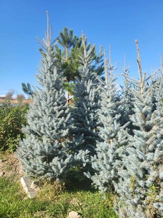 Продажа хвойных растений