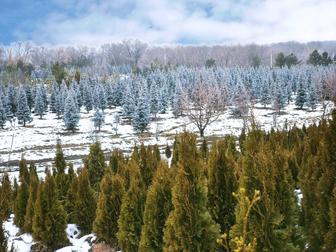 Продажа хвойных растений