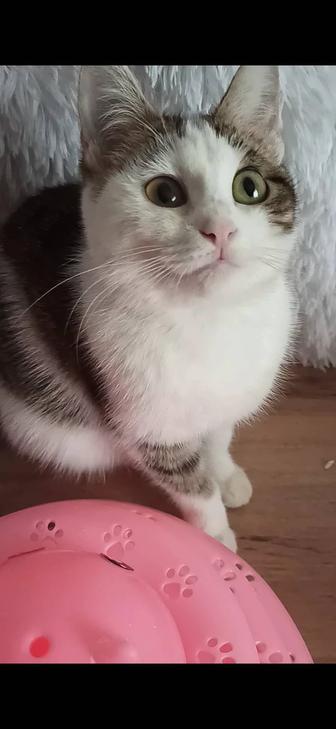 Котёнок девочка 6 мес в хорошие руки