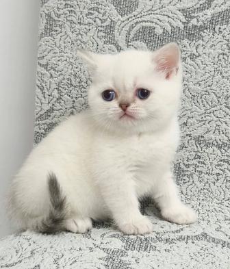 котенок мальчик