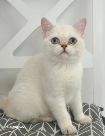 котенок мальчик