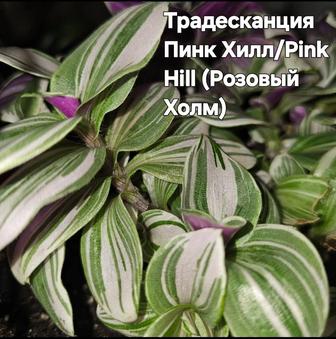 Комнатное растение Традесканция пинк хилл, отростки.