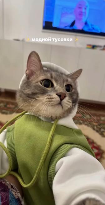 Передержка котика/кошки/котенок