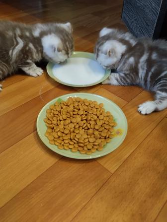 Продам котят