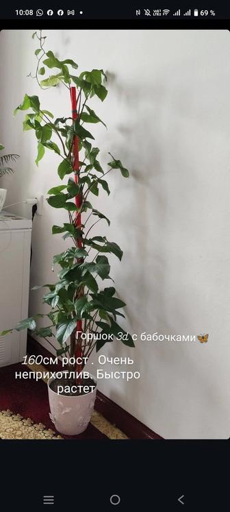 Домашние цветы