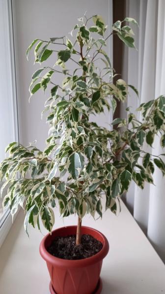 Декоративный цветок фикус