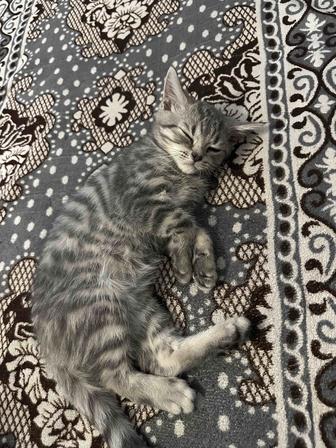 Отдам котенка