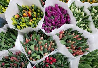 Тюльпаны к 8 марта