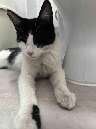 Отдам в добрые руки кота