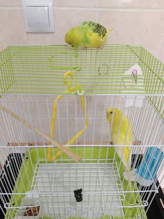 Продам двух попугаев