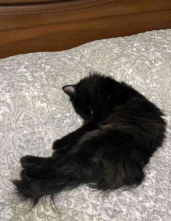 Индивидуальная передержка кошек