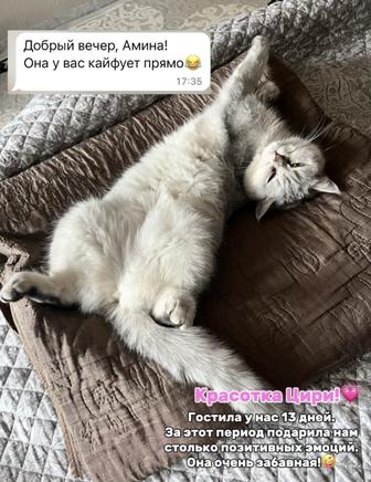 Индивидуальная передержка кошек